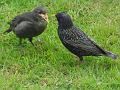 2014-0510-0901_Starling_12,8C